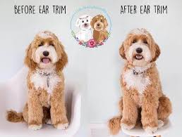 Best types of goldendoodle haircuts we love doodles. Pin On Doodle Hairstyles