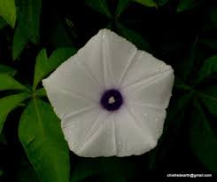 Image result for Merremia quinquefolia