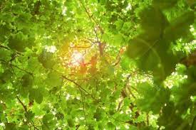 Featuring a kitchen with a microwave and a fridge, each unit also comes with a. Sunny Green Summer Forest Look Up Trees