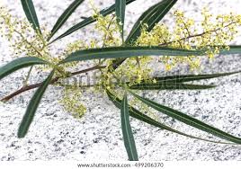 Image result for Searsia lancea
