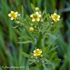 Image result for Ranunculus sceleratus