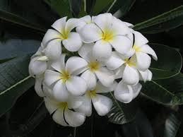 8,411 likes · 55 talking about this · 645 were here. Singapore White Plumeria Push Picture
