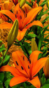 Bunch Of Orange By Dave Bosse Lily Flower Beautiful Flowers Pretty Flowers