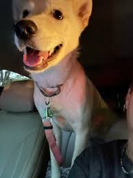 Respectful comments for dog help posts in florida