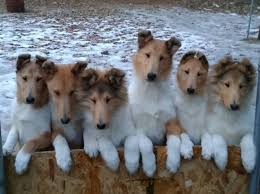 Rough Long Haired And Smooth Short Haired Collie Puppies Rough Collie Collie Puppies Collie