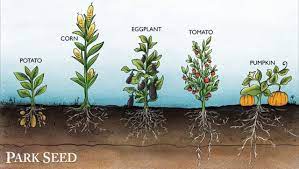 We did not find results for: Root Depth For Vegetables Laidback Gardener