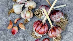 Just like tulips, garlic cloves planted in fall quickly develop roots, so the little plants are well established by the time cold weather stops their growth. An Expert Guide To Growing Great Garlic In New Zealand Stuff Co Nz