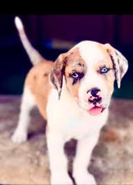 Free pets in hunt county