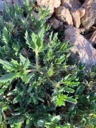 Image result for Blepharis