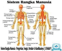 Sistem rangka manusia dan hewan. Sistem Rangka Manusia Pengertian Struktur Fungsinya Lengkap