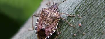 Harlequins are hardy fish, so they don't get ill very often. How To Get Rid Of Stink Bugs Bug Control Crawling Insects
