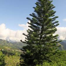 Image result for Araucaria columnaris