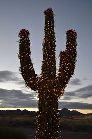 Here's what you need to know about repotting christmas cactus including. Christmas In The Desert Christmas Deserts Holiday Decor Christmas Christmas Lights