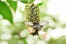 Image result for Costus afer