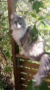 Esra Batmaz Adli Kullanicinin Kedi Kedi Miyav Dedi Panosundaki Pin Guzel Kediler Sevimli Kediler Sevimli Kedi Yavrulari
