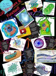 General features of plant cell. Many Types Of Prokaryotic And Eukaryotic Cells Have A Cell Wall The Cell Wall Acts To Protect The Cell Mechanically And Eukaryotic Cell Biology Cell Structure