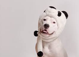 Maybe you would like to learn more about one of these? Dogs That Look Like Pandas Top 7 Panda Dog Breeds