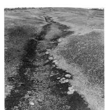 Image result for Lindernia conferta