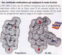 At higher doses ru486 blocks the action of natural progesterone which causes the lining of the pregnant mother's womb to breakdown. Chapitre 1 Etre Responsable De Sa Vie Sexuelle Svt 007