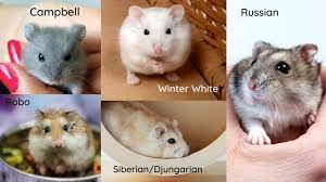How To Take Care Of Dwarf Hamsters: Types, Cages, Food, And More