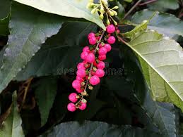 Image result for Petiveriaceae