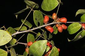 Image result for Connaraceae