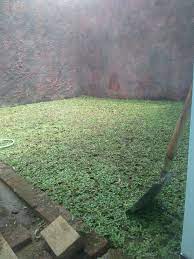 Kelebihan jenis rumput ini, di antaranya bisa memotong biaya pemangkasan. Harga Jasa Tanam Rumput Gajah Mini Di Batu Malang Tahun 2021 Rumput Taman Malang