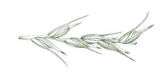 Image result for Scleria bequaertii