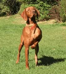Our puppies are raised in the heart of our home and loved and cuddled extensively by us and our children, as well as socialized with other pets. Vizsla Smooth Dogs And Breeders In Canada Canadogs