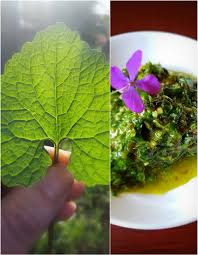 Image result for Viridivia