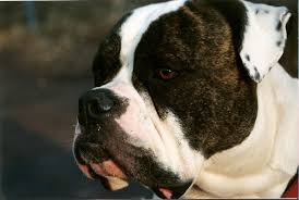 Not only will you wind up with a better pet, you will establish a strong bond with your dog as you go through the training. American Bulldog Breed Info Pictures More