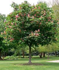 It is best as a lawn tree where the fruit can drop freely and be enjoyed by wildlife Aesculus X Carnea Fort Mcnair Trees Forum Gardenweb Tree Tree Saw Red Horsechestnut