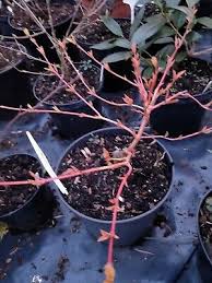 Cornus sanguinea midwinter fire, commonly known as midwinter fire dogwood, has many ornamental features but is perhaps most renowned when it comes to sunlight, cornus sanguinea 'midwinter fire' prefers full sun to partial shade. Cornus Sanguinea Midwinter Fire In 2l Pot