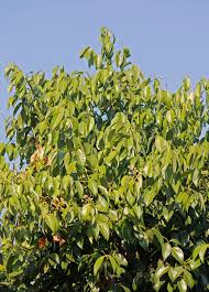 Image result for bay leaf bush foto
