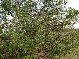 Image result for Cordia monoica