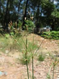 Image result for Fimbristylis ferruginea