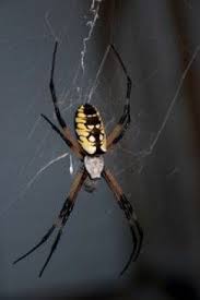 Black And Yellow Striped Spider Europe Poisonous Spiders In North Carolina Spider Brown Recluse Spider Poisonous Spiders
