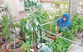 Sepat timbul pertanyaan di tetangga sekitar rumah kenapa kita membuat kebun mini di depan rumah , bukannya lebih simple kalau beli di warung ya ? Petik Sayur Belakang Rumah