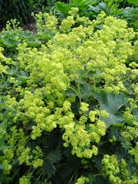 Image result for Alchemilla johnstonii