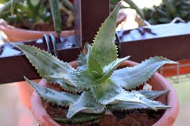 Image result for Aloe mzimbana