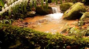 Comment must not exceed 1000 characters. Projek Komersial Di Cameron Highland Tidak Libat Tanah Hutan Mossy