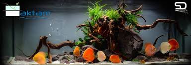 Diskus Akvaryumu Selcuk Durmaz Ile Diskus Uzerine Roportaj Akvaryum Tank Flora