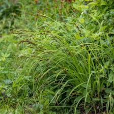 Image result for Carex spicato-paniculata