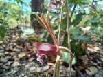 Image result for Eulophia longisepala