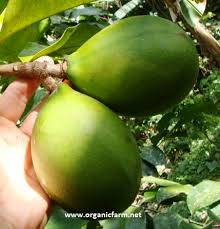 Image result for Aframomum mildbraedii