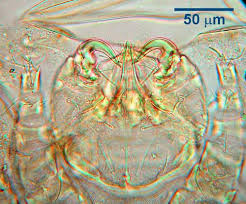 Image result for what do Cheyletiella look like in dog fur