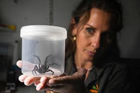 NSW funnel-web spider season spikes as summer ends