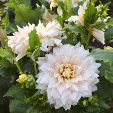 698 Likes 13 Comments Longfield Gardens Longfieldgardens On Instagram Blooming Now Dahlia Break Out This Is One Of Our Biggest Showiest Dahlias And T