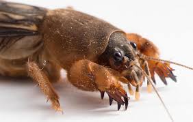 Many folkloric traditions relate to counting the number of spots on a ladybug's back—some say the. Mole Cricket Explore Tumblr Posts And Blogs Tumgir