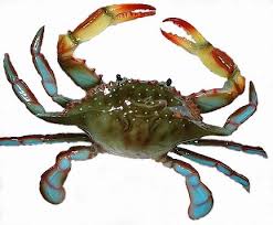 Affordable and search from millions of royalty free images, photos and vectors. Unit 3 Animals Lesson 2 Under The Sea Flashcards Quizlet